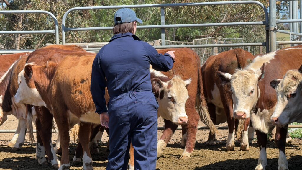 Cattle VR Cattle Handling can be dangerous for those with no experience!